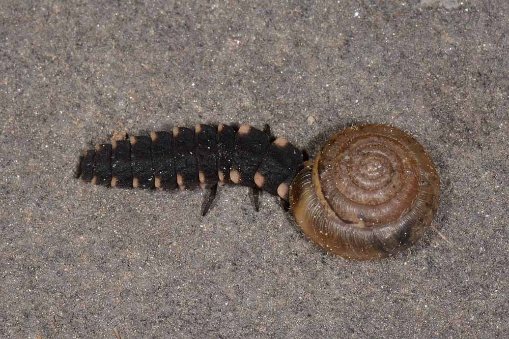 Lucciole predatrici:  Lampyris noctiluca